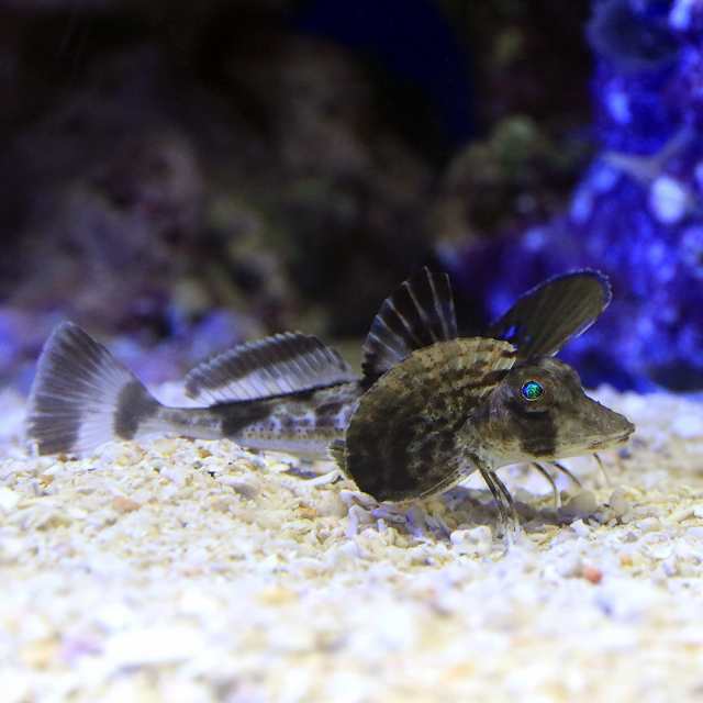 海水魚 ホウボウ １匹 北海道 九州 沖縄航空便要保温の通販はau Pay マーケット チャーム