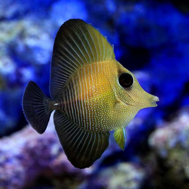 海水魚）ゴマハギ（１匹） 北海道航空便要保温の通販はau PAY マーケット - チャーム