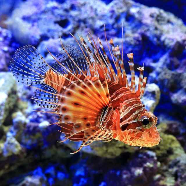 海水魚 フリルフィンターキーフィッシュ １匹 北海道 九州 沖縄航空便要保温の通販はau Pay マーケット チャーム