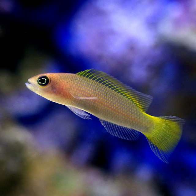 海水魚 沖縄産 リュウキュウニセスズメ メス １匹 北海道航空便要保温の通販はau Pay マーケット チャーム