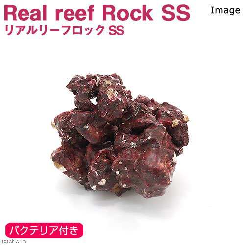 海水魚 ｒｅａｌ ｒｅｅｆ ｒｏｃｋ リアルリーフロック バクテリア付き ｓｓサイズ １個 形状お任せ 北海道 九州 沖の通販はau Pay マーケット チャーム