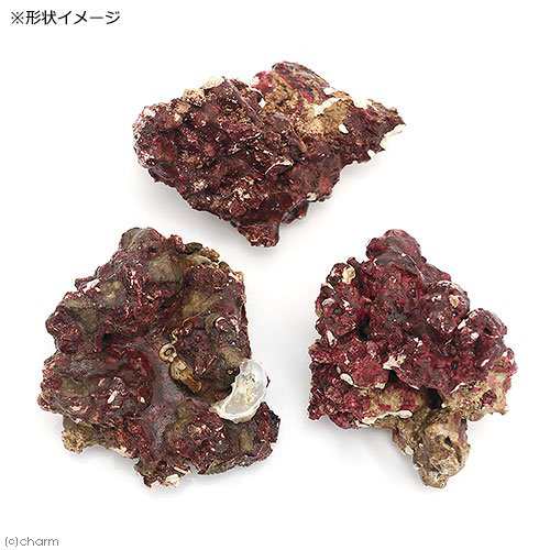 海水魚 ｒｅａｌ ｒｅｅｆ ｒｏｃｋ リアルリーフロック バクテリア付き ｓｓサイズ １個 形状お任せ 北海道 九州 沖の通販はau Pay マーケット チャーム