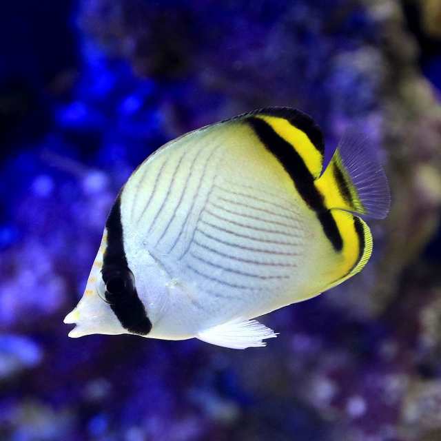 海水魚）沖縄産 フウライチョウチョウウオ（１匹） 北海道・九州航空便