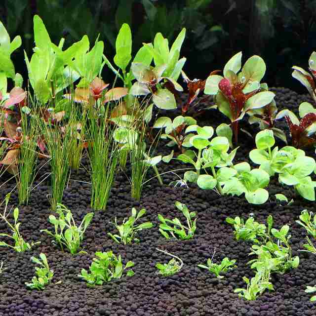 市場 水草 おまかせ赤系水草 水上葉 ３種×５本セット
