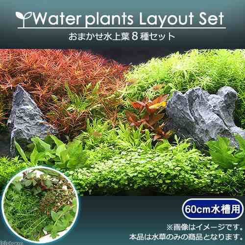 水草 おまかせ水上葉 レイアウトセット ６０ｃｍ水槽用 ８種 無農薬 １パック 水草説明書付 北海道航空便要保温の通販はau Pay マーケット チャーム