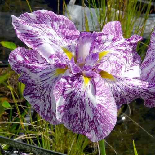 ビオトープ 水辺植物 花菖蒲 七福神 シチフクジン 江戸系紫地白筋三英花 １ポット の通販はau Pay マーケット チャーム