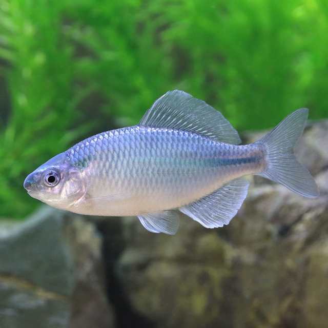 淡水魚）カネヒラ ブルーメタリック（３匹） 生体