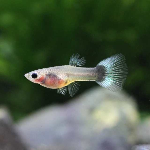 【即発送可能】 (熱帯魚)ミックスプラティ(4匹) 北海道・九州航空便要保温