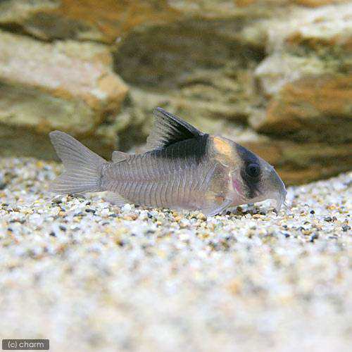 熱帯魚 コリドラス バーゲシー ワイルド ３匹 北海道 九州航空便要保温 沖縄別途送料の通販はau Pay マーケット チャーム