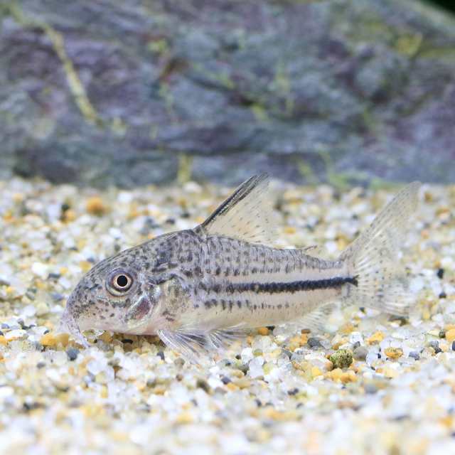 熱帯魚）ポリプテルスｓｐ．コリバ Ｓサイズ（ブリード）（１匹） 北海道・九州航空便要保温 若