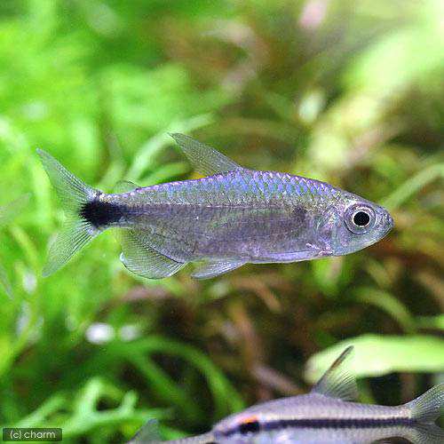 (熱帯魚)ブルーダイヤモンド・コンゴテトラ(3匹) 北海道・九州航空便要保温の通販は