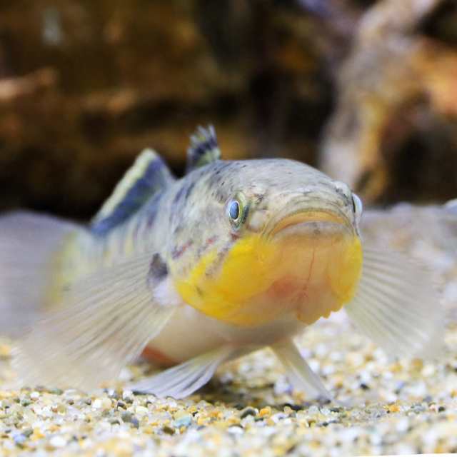 （熱帯魚）スネークヘッドガジョン（１匹）　北海道・九州航空便要保温