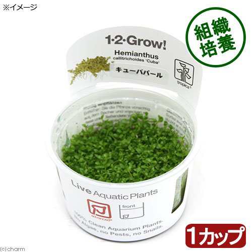 水草 組織培養１ ２ ｇｒｏｗ キューバパールグラス トロピカ製 無農薬 １カップ の通販はau Pay マーケット チャーム