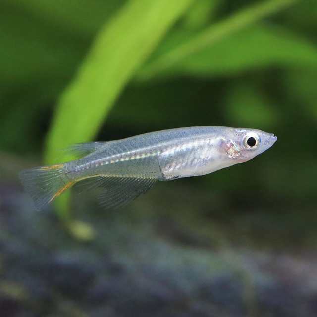 全ての 熱帯魚）ティウメダカ（3匹） 北海道・九州航空便要保温 その他