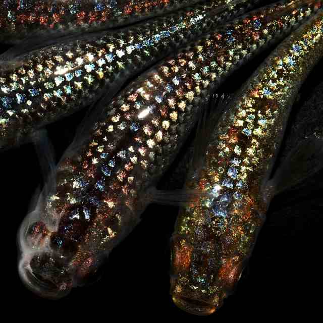 (めだか)ネプチューン黄金メダカ メダカ屋サバンナ直系(3匹)の通販は