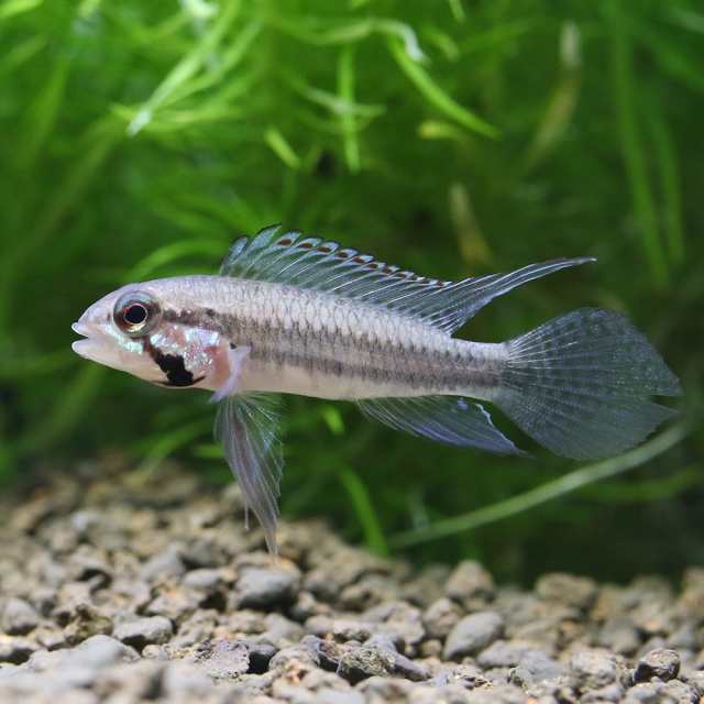 (熱帯魚)アピストグラマ・プサモフィラ オス(ワイルド)(1匹) 北海道・九州航空便要保温の通販は