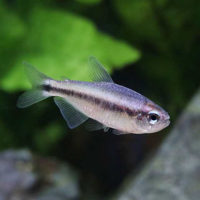 （熱帯魚）ブルーデビル・テトラ（ブリード）（１匹）　北海道・九州航空便要保温の通販は