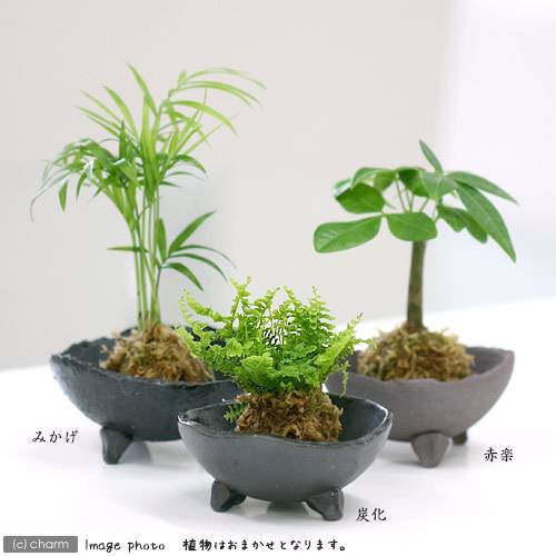 観葉植物 苔玉 おまかせ観葉 ｖｅｒ 水苔 １個 コケ玉の通販はau Pay マーケット チャーム