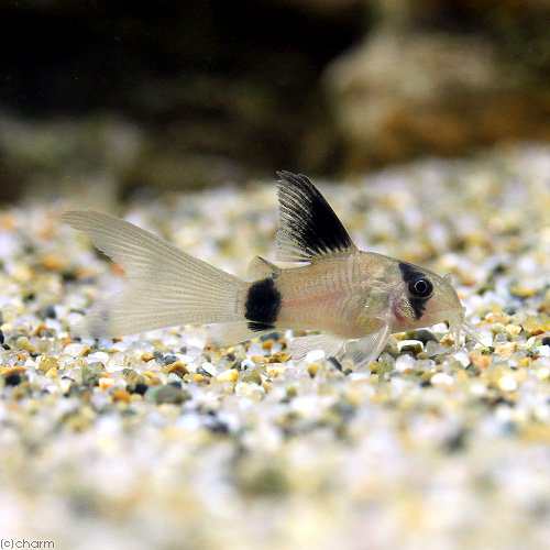 熱帯魚 コリドラス パンダ ロングフィン １匹 北海道 九州航空便要保温の通販はau Pay マーケット チャーム