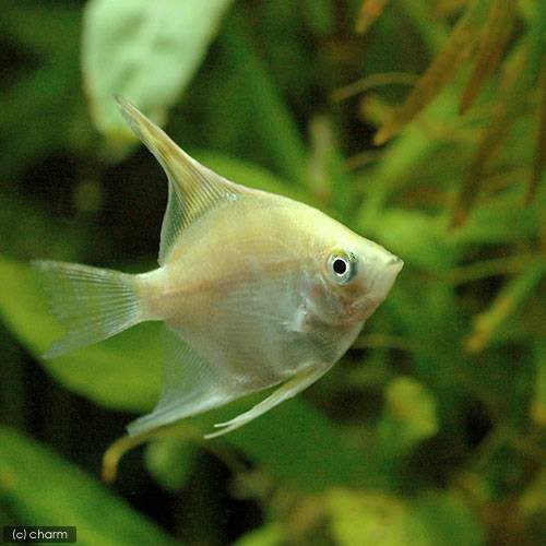 熱帯魚 ゴールデン エンゼルフィッシュ 国産ブリード ３匹 北海道航空便要保温の通販はau Pay マーケット チャーム