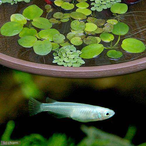 めだか 水草 青メダカ初心者セット 青メダカ ６匹 おまかせ浮き草３種セット 北海道航空便要保温の通販はau Pay マーケット チャーム