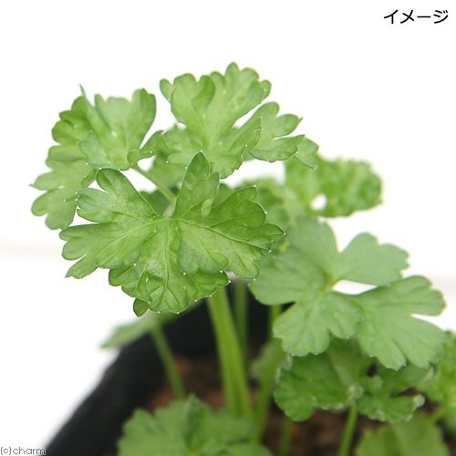 観葉植物 ハーブ苗 パセリ モスカールドパセリ ３号 １ポット 家庭菜園の通販はau Pay マーケット チャーム