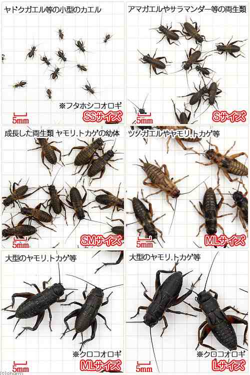 （生餌）ヨーロッパイエコオロギ S 約100匹 爬虫類　両生類　大型魚　餌　エサ 送料無料