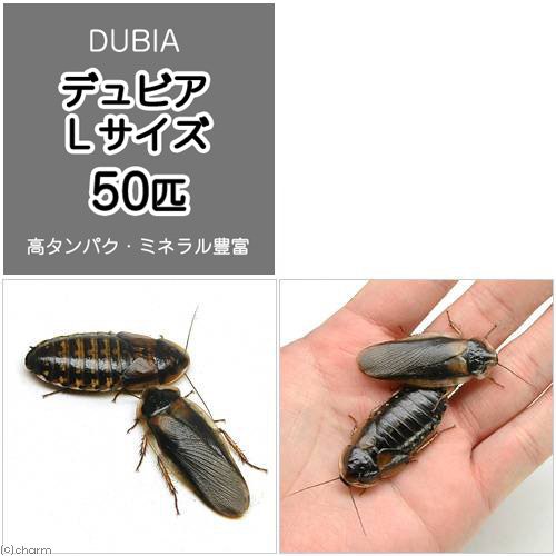 生餌 デュビア アルゼンチンモリゴキブリ ｌサイズ ５０匹 沖縄 離島不可 タイム便 航空便不可の通販はau Pay マーケット チャーム