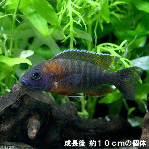 熱帯魚 レッド ピーコックシクリッド １匹 北海道 九州航空便要保温の通販はau Pay マーケット チャーム