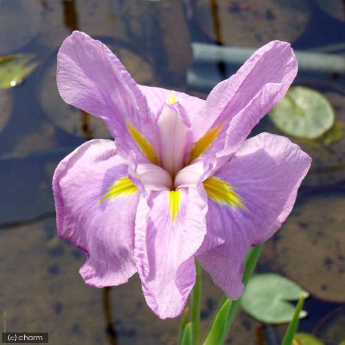 ビオトープ 水辺植物 花菖蒲 プリマバレリーナ 薄桃色六英花 １ポット 休眠株の通販はau Pay マーケット チャーム