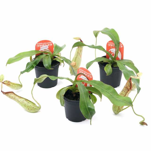食虫植物 ウツボカズラ ネペンテス ダイエリアナ ２ ５ ３号 １ポット の通販はau Pay マーケット チャーム