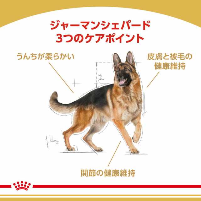 ロイヤルカナン ジャーマンシェパード 成犬・高齢犬用 １１ｋｇ