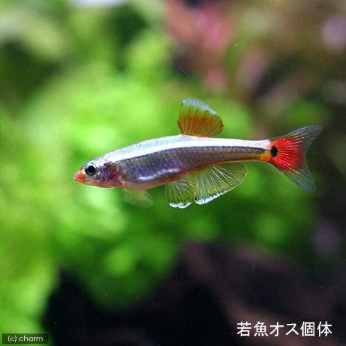 熱帯魚 生餌 アカヒレ ｓサイズ １００匹 北海道 九州 沖縄航空便要保温の通販はau Pay マーケット チャーム