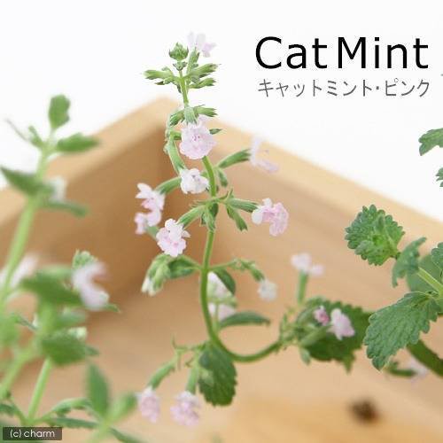 観葉植物 ハーブ苗 ミント キャットミント ピンク ３号 １ポット 家庭菜園の通販はau Pay マーケット チャーム