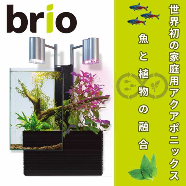 ファンタジーワールド brio ブリオ 35 60Hz使用 ブラック BRIO35-BW