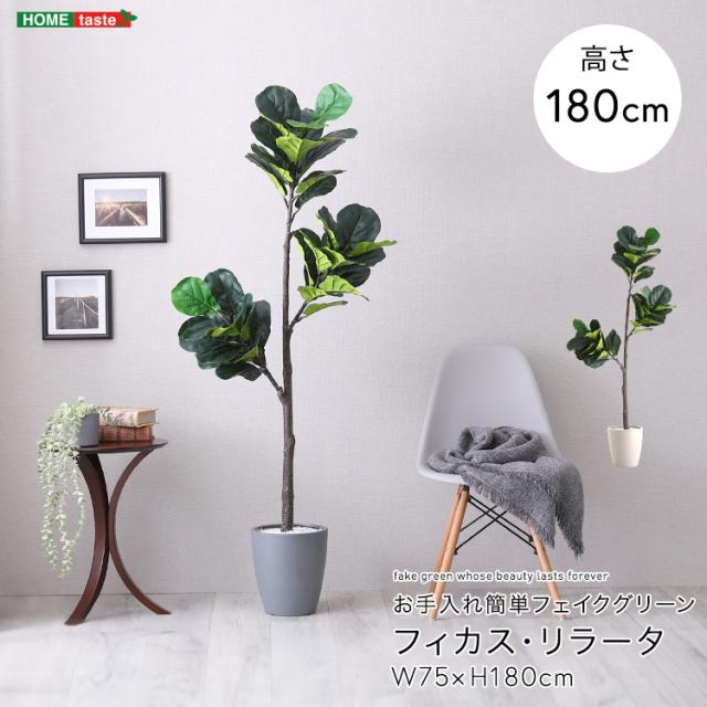 お手入れ簡単フェイクグリーン フィカス・リラータ Lサイズ(180cm) (グレー)
