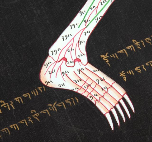 送料無料】 〔一点物〕タンカ チベット医学 人体経絡図 37x49cm / 仏画