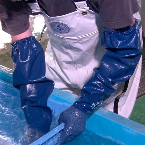 二トリルゴム手袋 SHOWA ショーワグローブ ニトローブ TYPE-R 65 [5双入] No.774 ゴム手袋 裏布あり