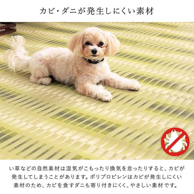 日和 (I) 洗える ござ 日本製 国産 カーペット 丈夫 除菌スプレー対応 敷詰 ラグ 敷物 アウトドア レジャー ペット 本間8畳（約382×382cm）_5