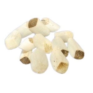 ピラルクのウロコ 〔Mサイズ 約4cm 12個セット〕ペルー アマゾン 直輸入 淡水魚 （CITES）取得後の正式輸入品〔代引不可〕の通販は 5,057円