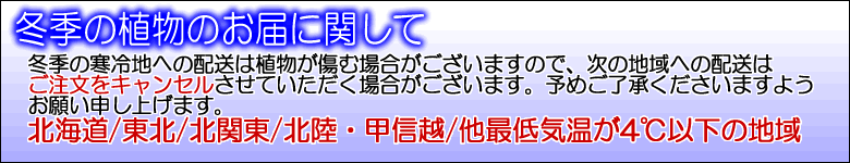 冬季の観葉植物の配送について
