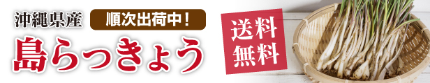 沖縄県産 島らっきょう