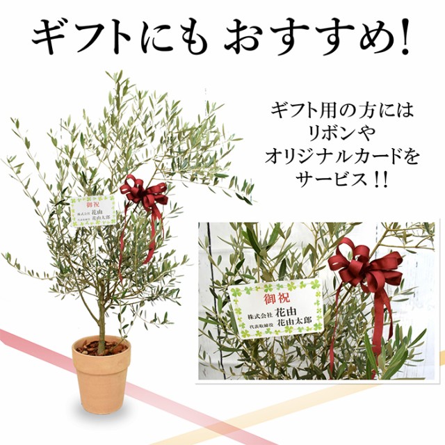 高質で安価 オリーブの木 観葉植物 花由がお届けする鶴亀園の香川オリーブの木 テラコッタ 7号鉢 観葉植物 インテリア 鉢植え 開業祝い 記 送料込 Afriheritage Org 高質で安価 オリーブの木 観葉植物 花由がお届けする鶴亀園の香川オリーブの木 テラコッタ 7号鉢 観葉植物 インテリア 鉢植え 開業祝い 記 送料込 Afriheritage Org