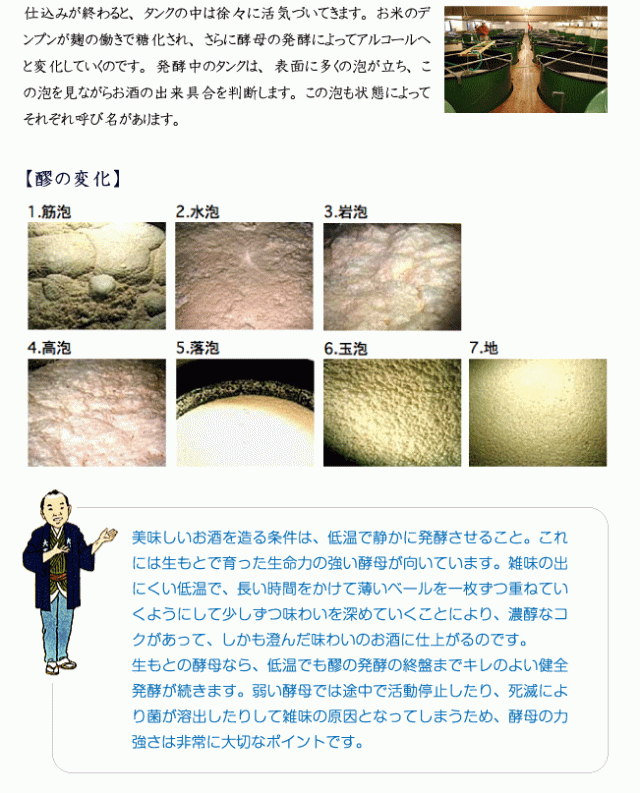 仕込みが終わると、タンクの中は徐々に活気づいてきます。お米のデンプンが麹の働きで糖化され、さらに酵母の発酵によってアルコールへと変化していくのです。発酵中のタンクは、表面に多くの泡が立ち、この泡を見ながらお酒の出来具合を判断します。この泡も状態によってそれぞれ呼び名があります（筋泡、水泡、岩泡、高泡、落泡、玉泡、地）。美味しいお酒を造る条件は、低温で静かに発酵させること。これには生もとで育った生命力の強い酵母が向いています。雑味の出にくい低温で、長い時間をかけて薄いベールを一枚ずつ重ねていくようにして少しずつ味わいを深めていくことにより、濃醇なコクがあって、しかも澄んだ味わいのお酒に仕上がるのです。生もとの酵母なら、低温でも醪の発酵の終盤までキレのよい健全発酵が続きます。弱い酵母では途中で活動停止したり、死滅により菌が溶出したりして雑味の原因となってしまうため、酵母の力強さは非常に大切なポイントです。