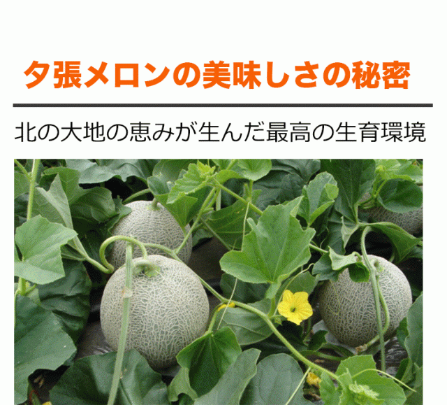 夕張メロン共通yubarimelon_sp_04_02_001