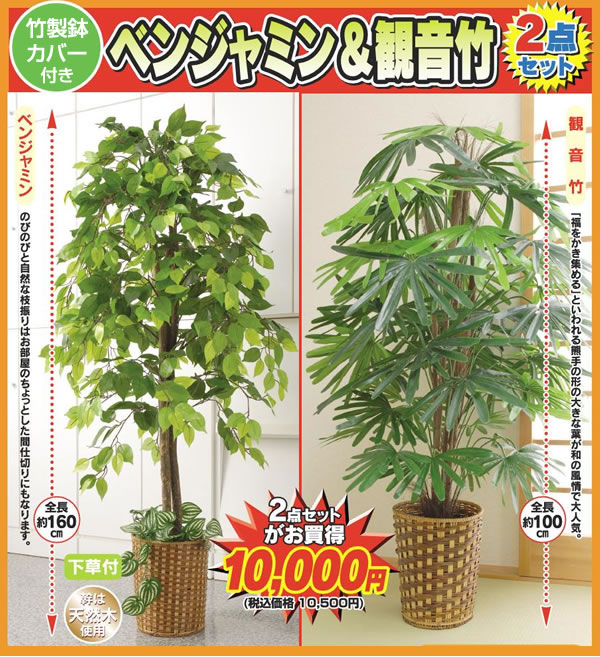 超目玉アイテム 限定販売 ベンジャミン 観音竹 特別2個セット 大型 観葉植物 店舗やリビングにもお勧め 観葉 植物 今ならもれ 割引クーポン対象品 Www Iacymperu Org