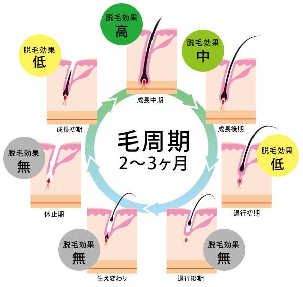 毛周期に合わせたケア