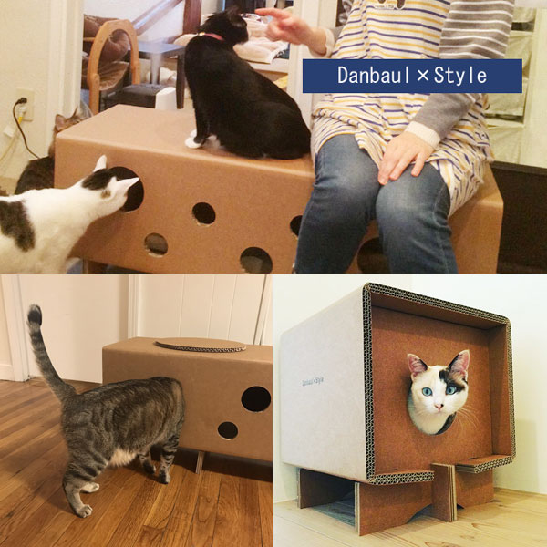 ダンボール大好きな猫たち