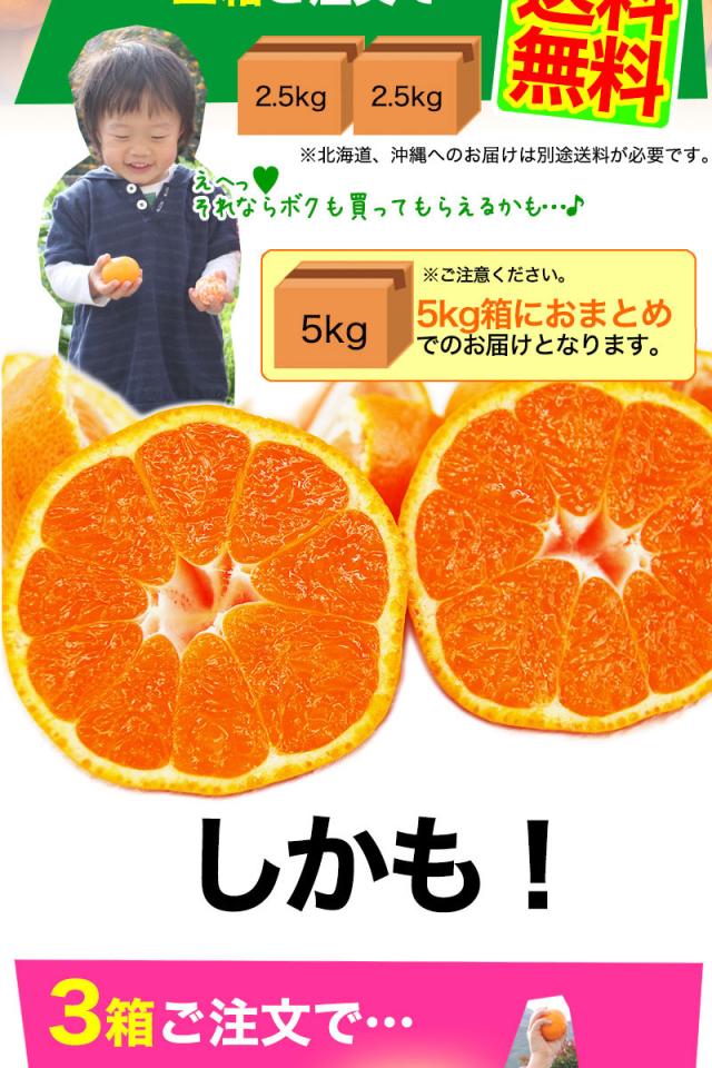 有田みかんが2箱ご購入で送料無料!