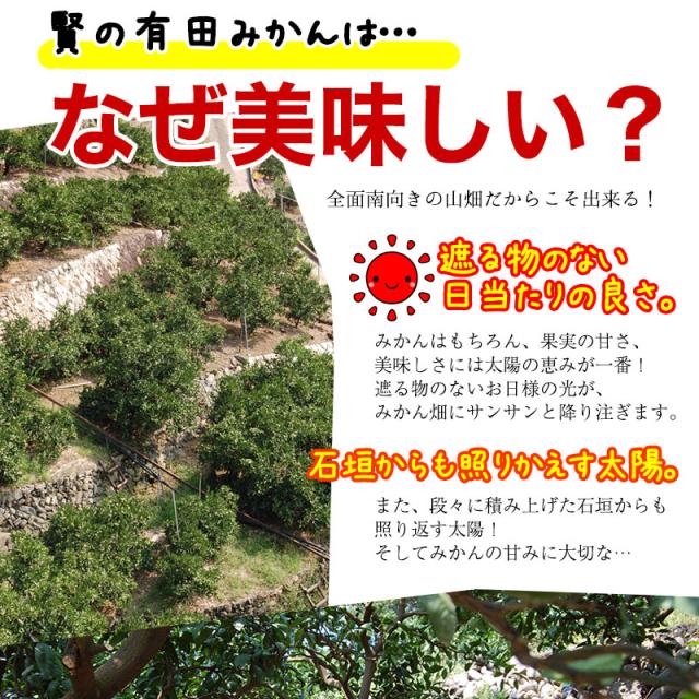 有田みかんはなぜ美味しい